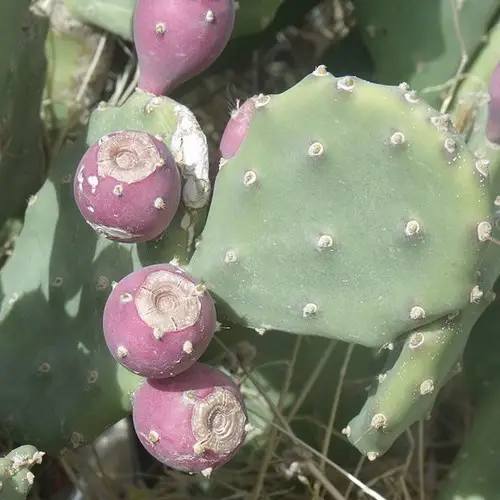 Opuntia stricta