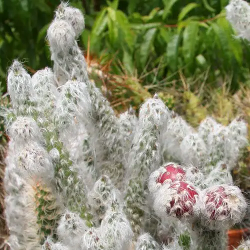 Opuntia vestita