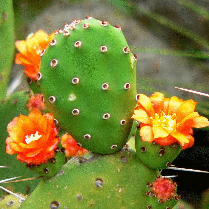 Opuntia