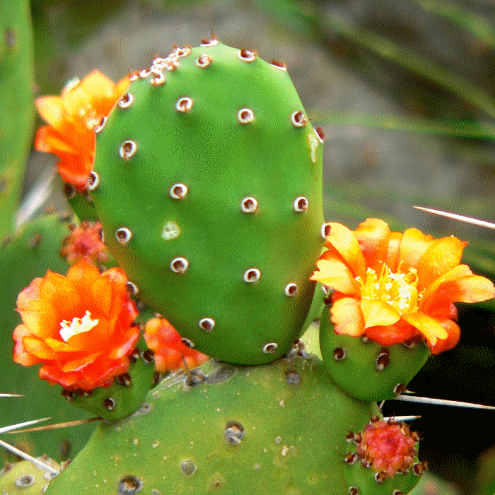 Opuntia (cactus raquette) : entretien, culture et conseils