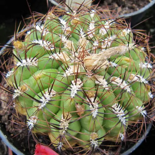 Oroya Borchersii