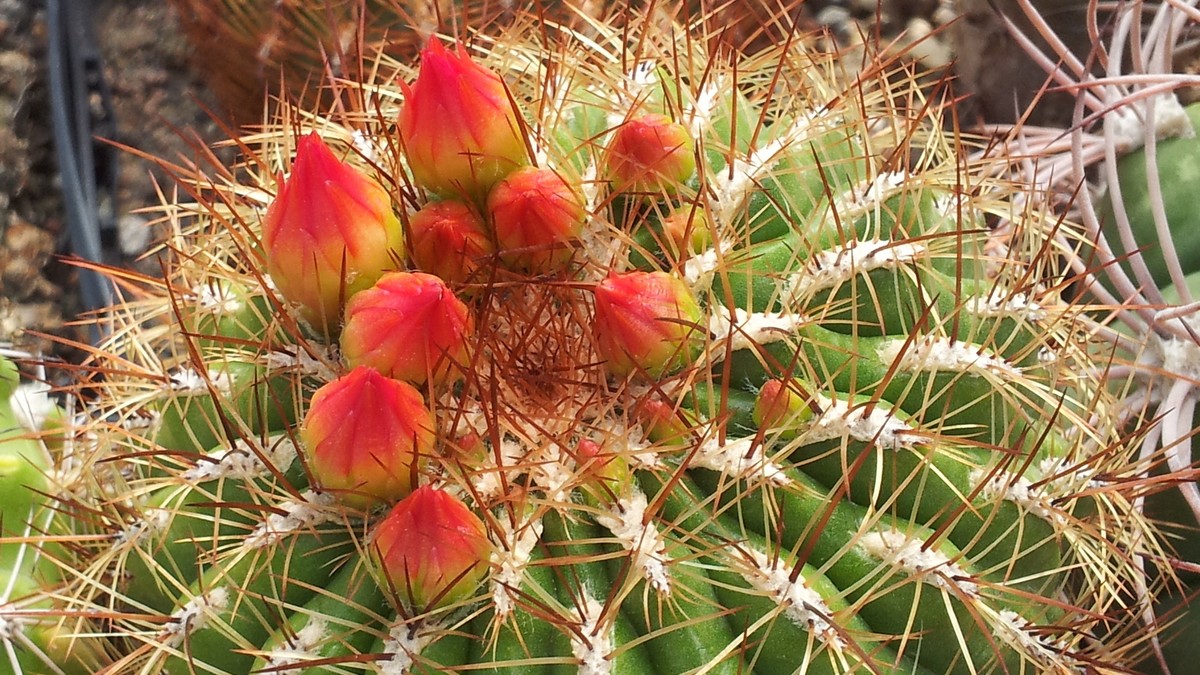 Oroya peruviana