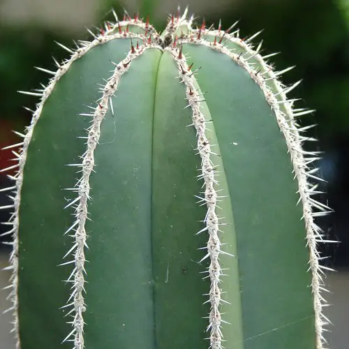 Pachycereus marginatus