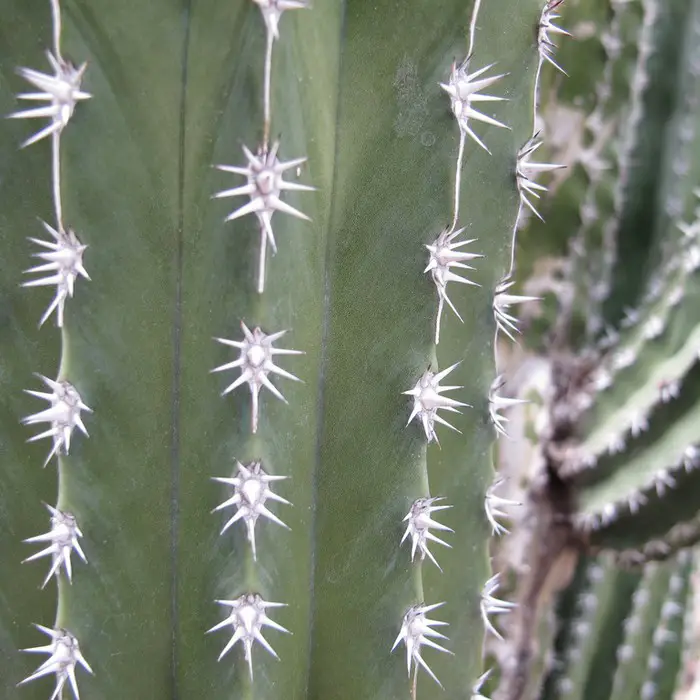 Pachycereus pecten-aboriginum