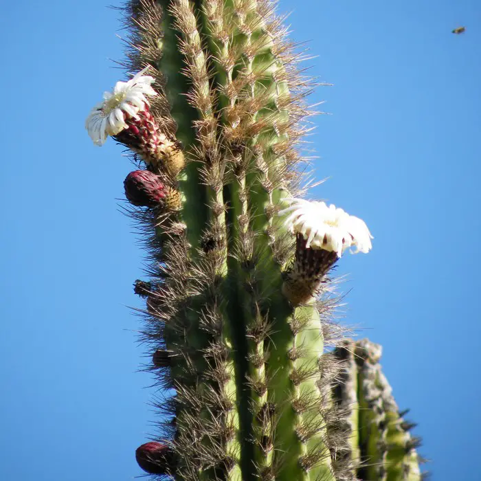 Pachycereus pecten-aboriginum