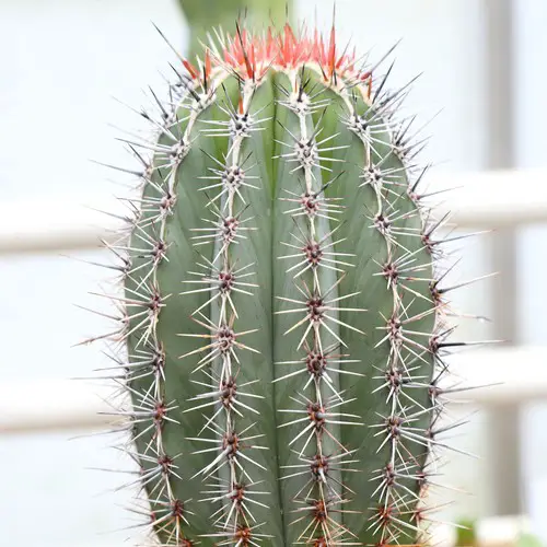 Pachycereus pringlei