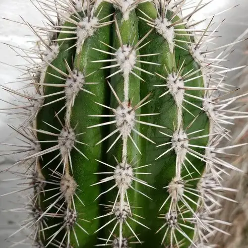 Pachycereus pringlei