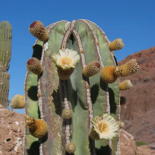 Fleurs de Pachycereus pringlei