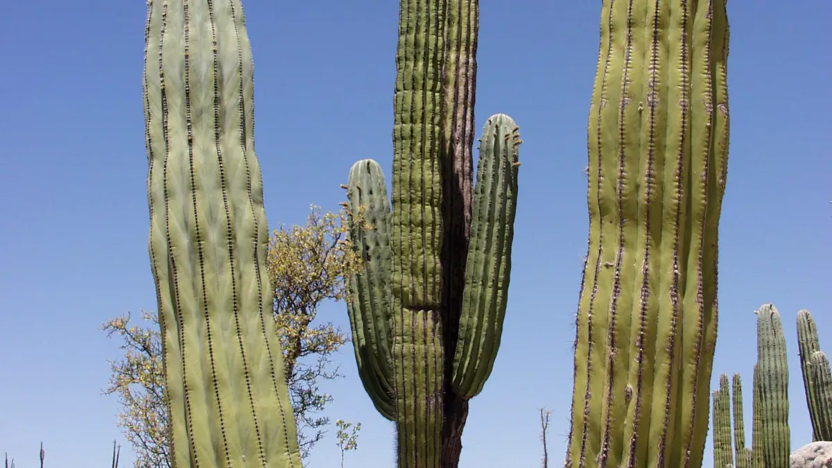 Pachycereus pringlei
