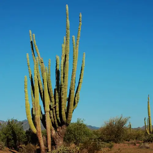 Pachycereus pringlei