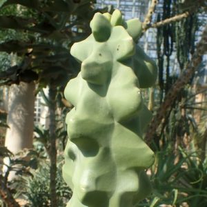 Pachycereus schottii monstrosa