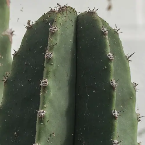 Pachycereus schottii