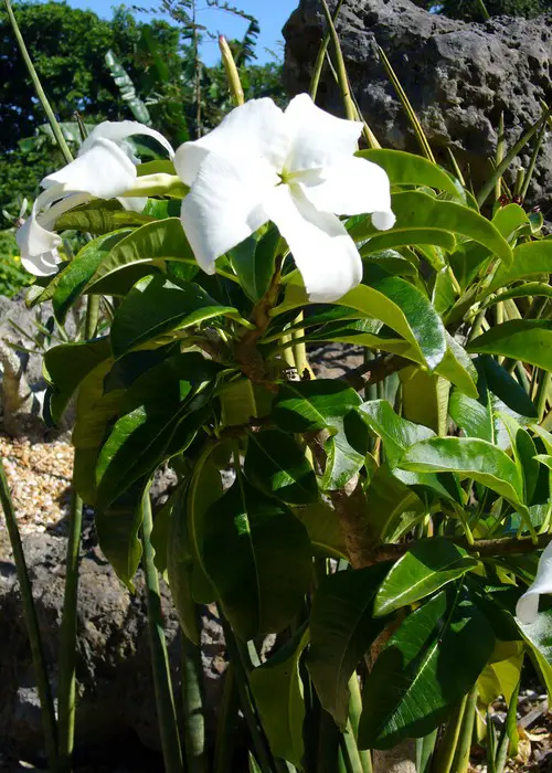 Pachypodium decaryi