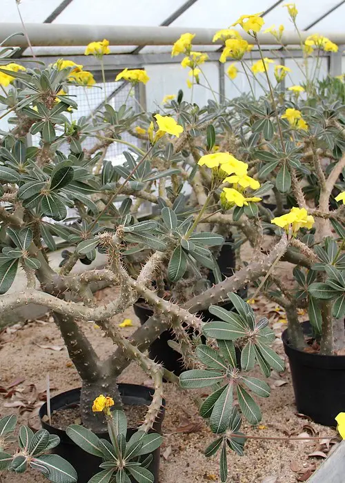 Pachypodium densiflorum