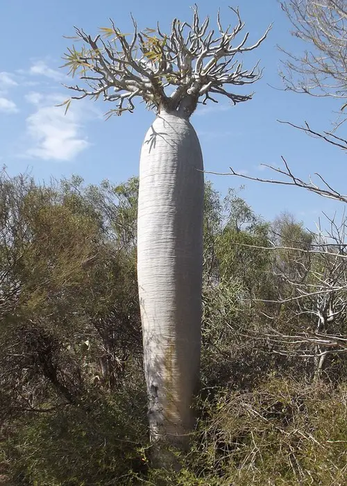 Pachypodium geayi