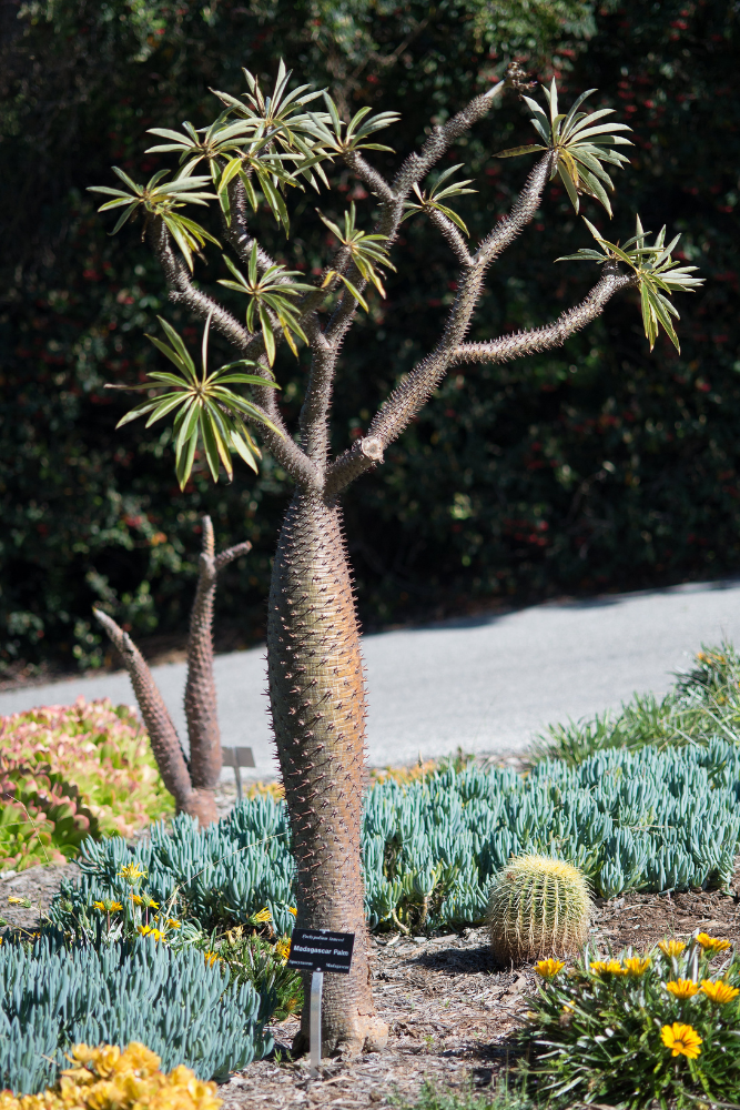 Pachypodium lamerei