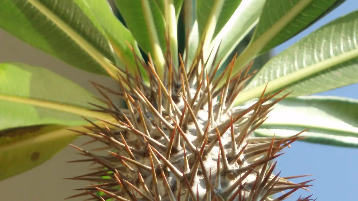 Pachypodium Lamerei