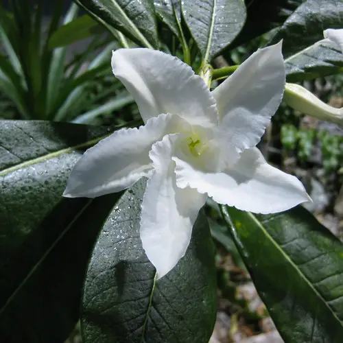 Pachypodium lamerei fleur