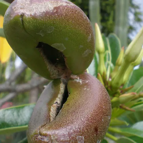 Pachypodium lamerei fruit