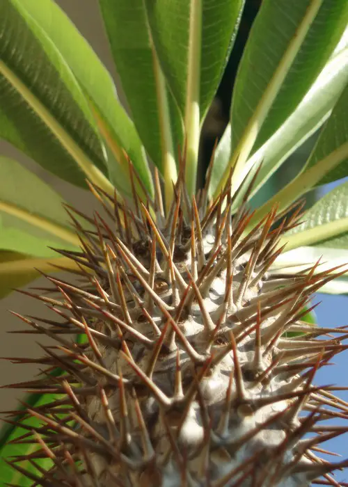 Pachypodium lamerei