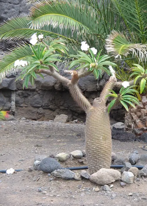 Pachypodium lamerei