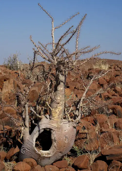 Pachypodium lealii