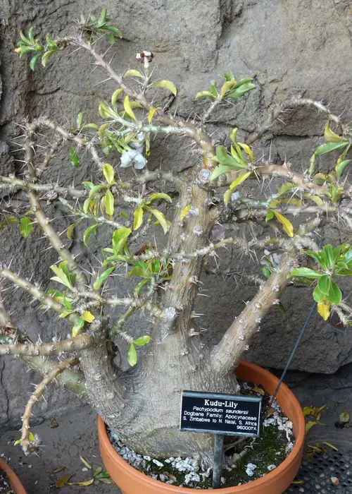 Pachypodium saundersii