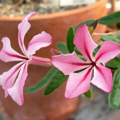 Pachypodium succulentum fleurs