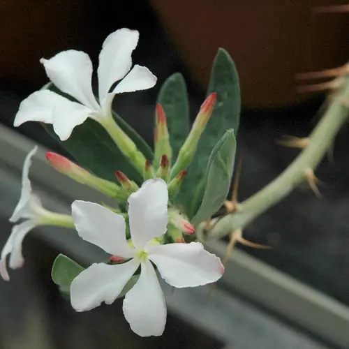Pachypodium succulentum fleurs