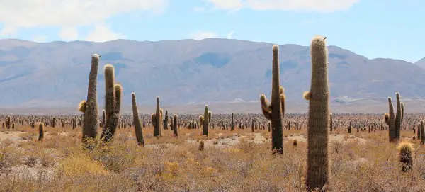 Le Parc National Los Cardones (Cachi) en Argentine