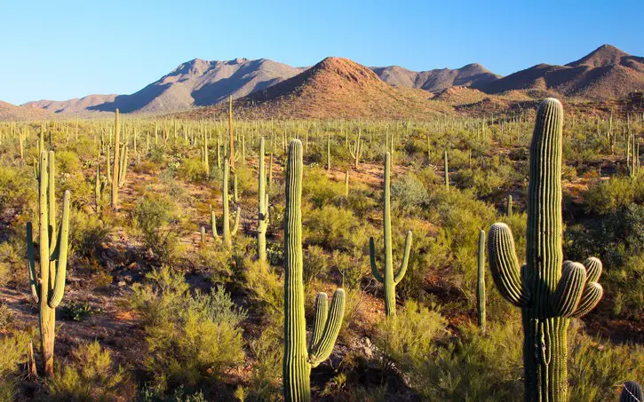 Par Saguaro Arizona