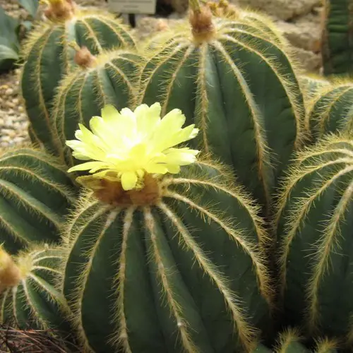 Parodia