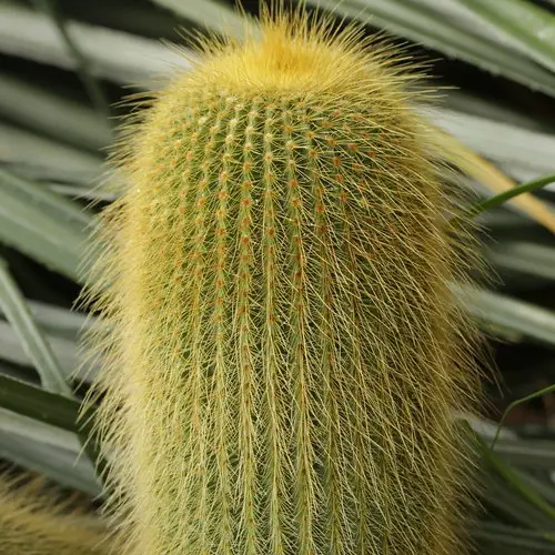 Parodia leninghausii