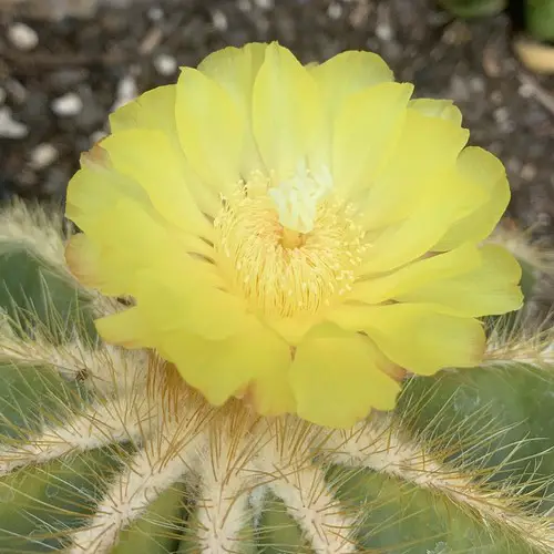 Fleur de Parodia magnifica