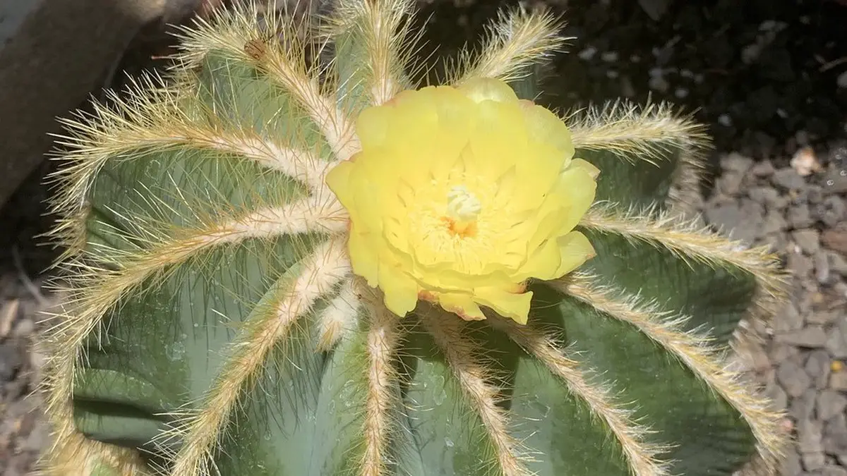 Parodia magnifica