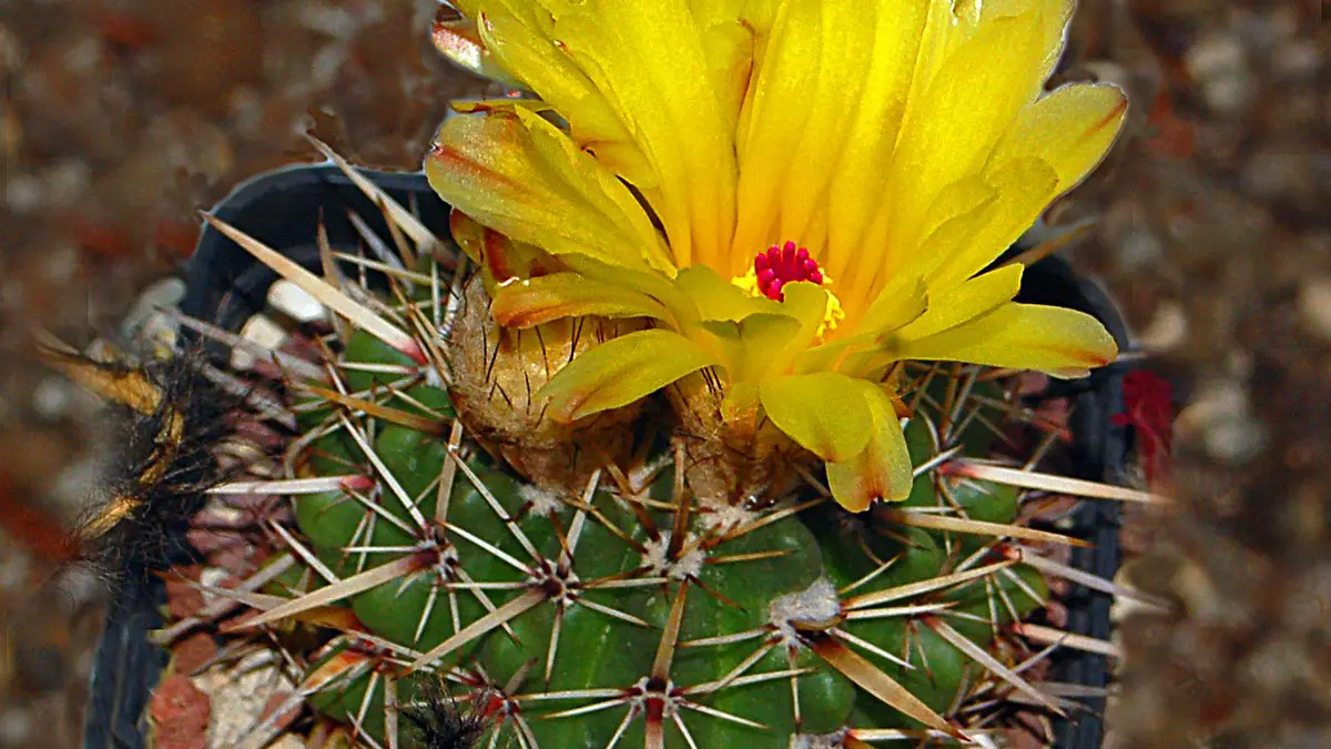 Parodia mammulosa