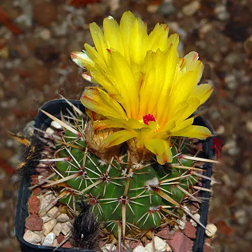 Parodia mammulosa