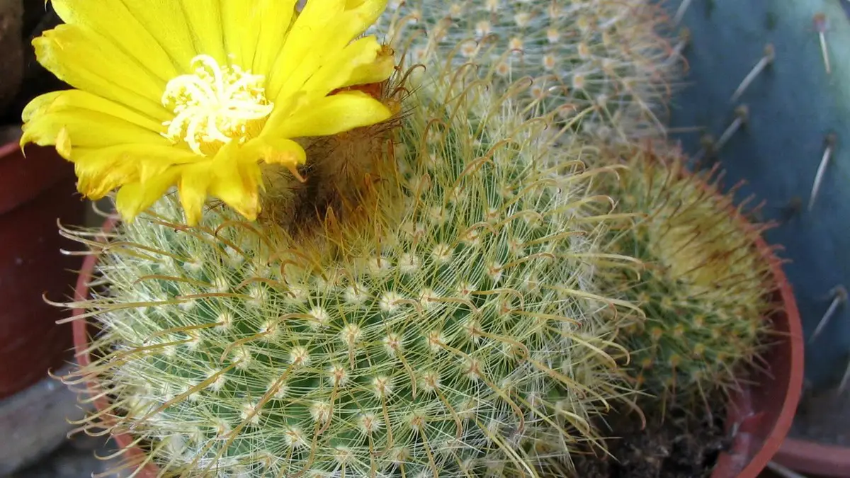 Parodia microsperma