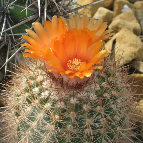 Parodia procera