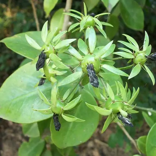 Pereskia aculeata fruits