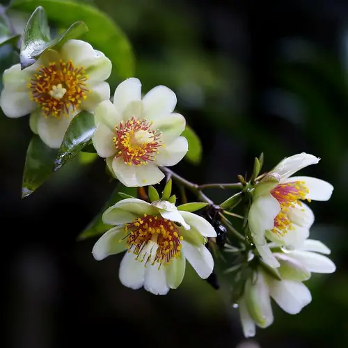 Pereskia aculeata