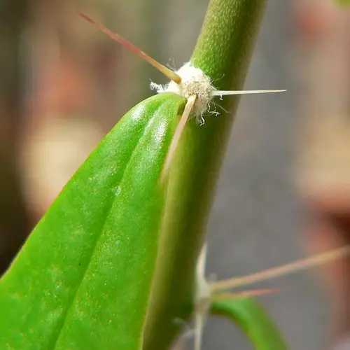 Pereskia horrida (humboldtii)