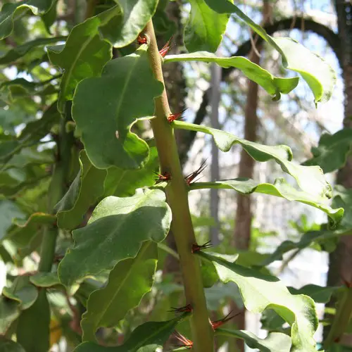 Pereskia stenantha