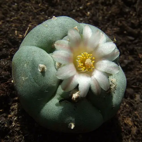 Peyote