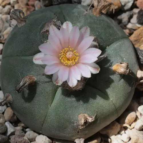 Peyote