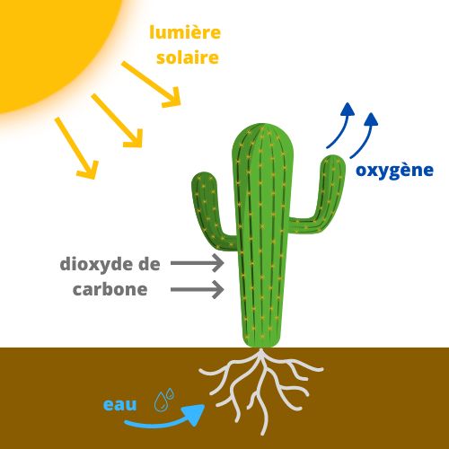 Photosynthèse cactus