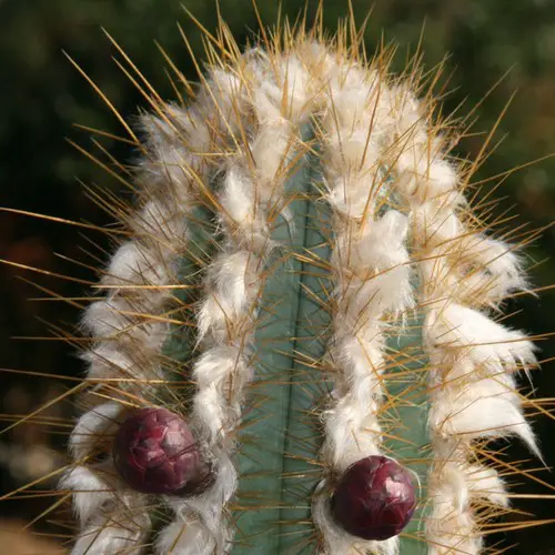 Pilosocereus albisummus