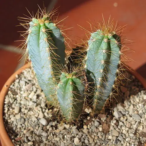 Pilosocereus azureus