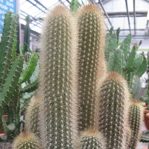 Pilosocereus chrysostele