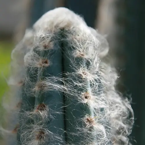 Pilosocereus fulvilanatus